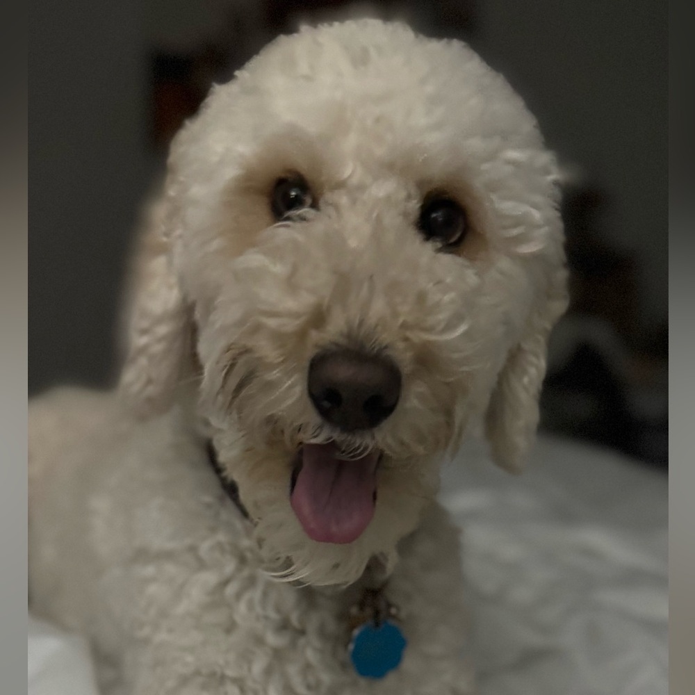 Meet your Posher, Dania